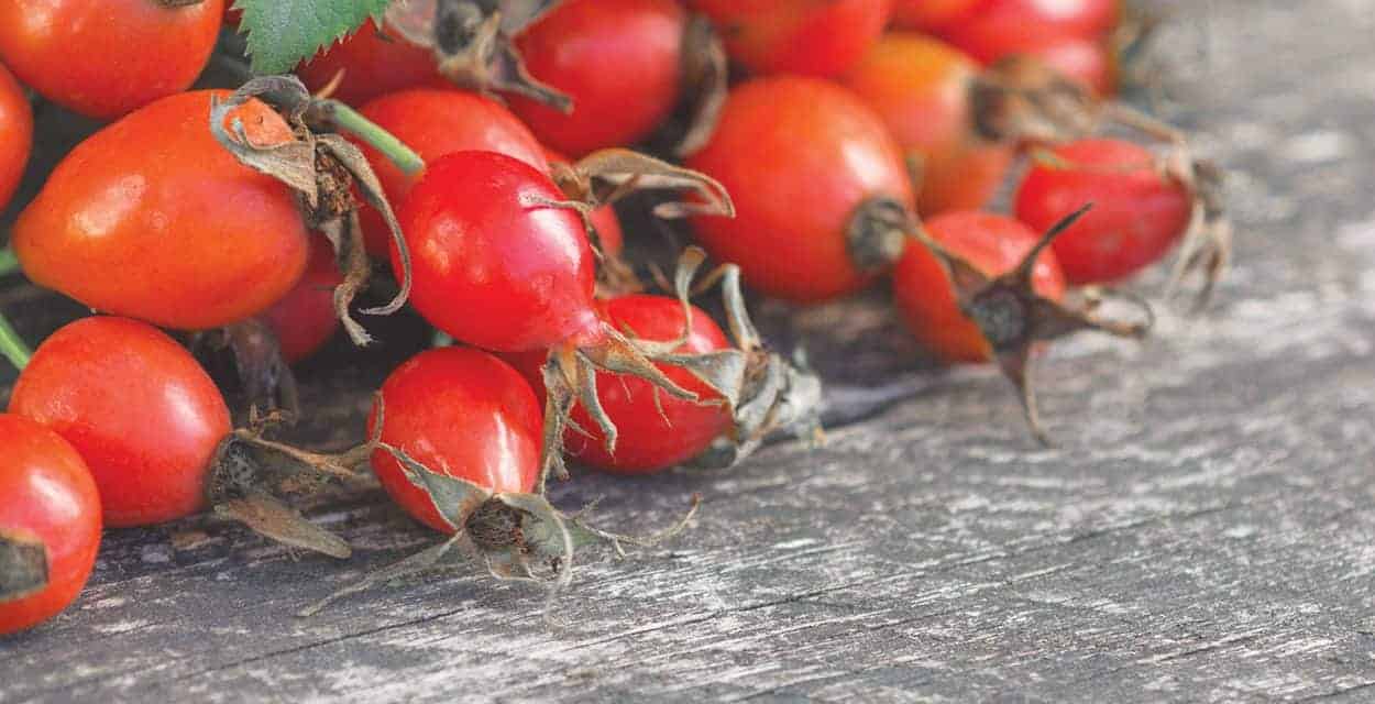 Rose Hip Cordial