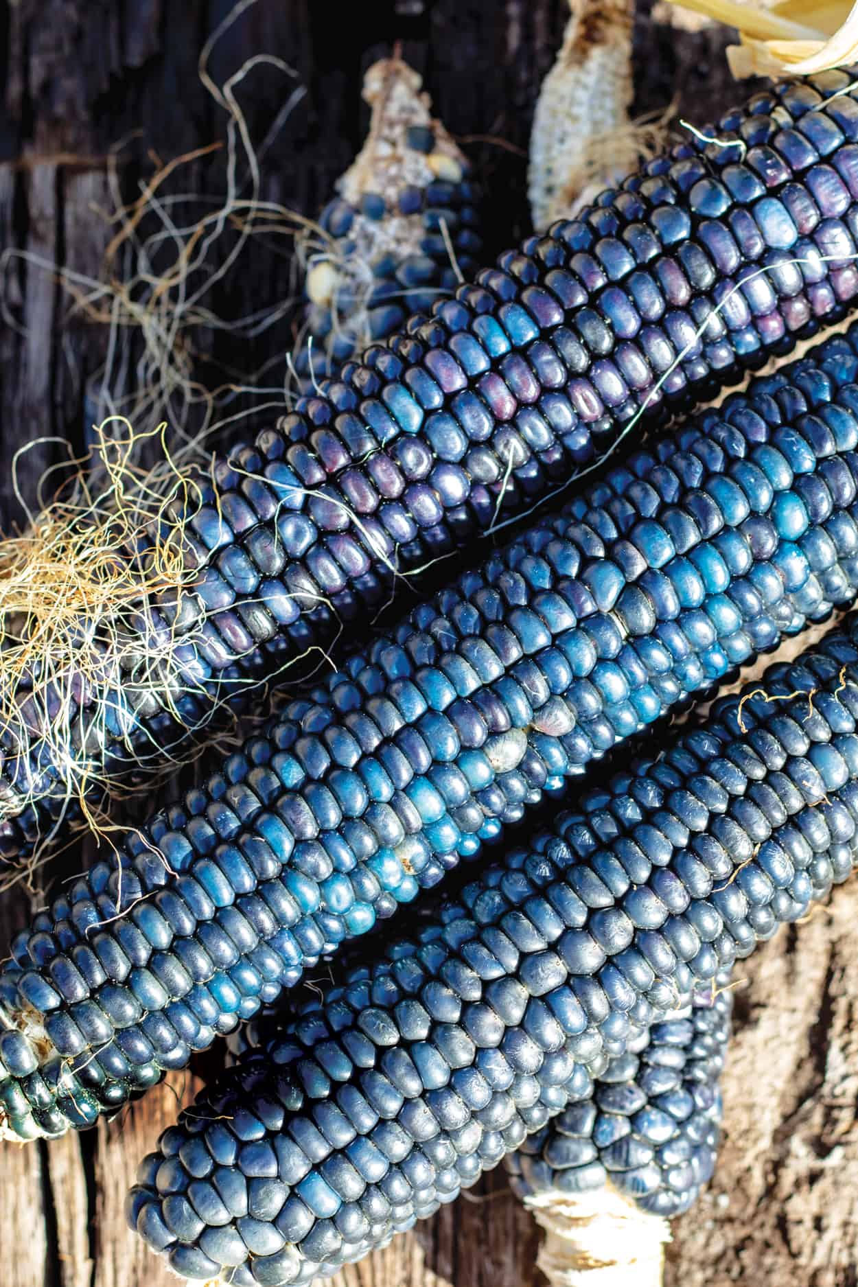 unusual blue corn