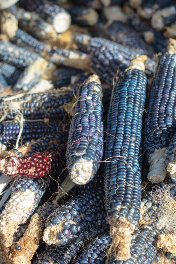 A Future for Blue Corn - Edible New Mexico