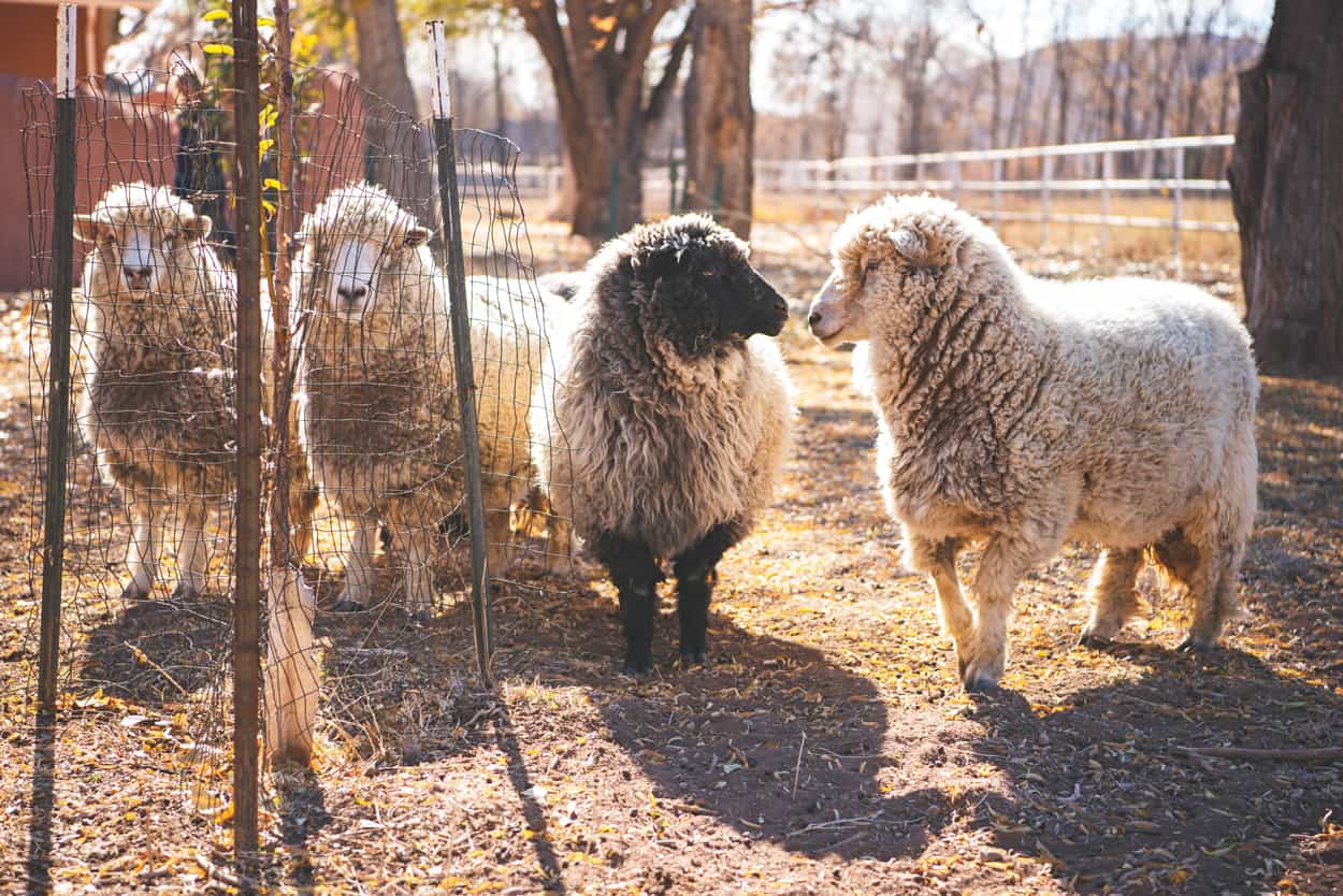 Hair like lambs wool. - Powerful Blk Stories