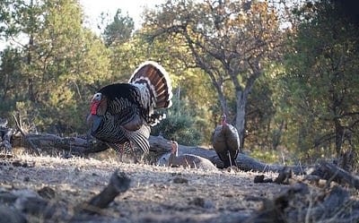 On the Road  to Recovery: Gould’s Turkey