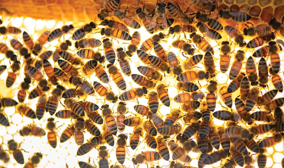 Edible Madison  Bees + Humans: A New Era of Interdependence