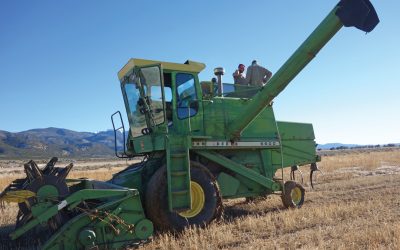 Growing Grains in the High Desert